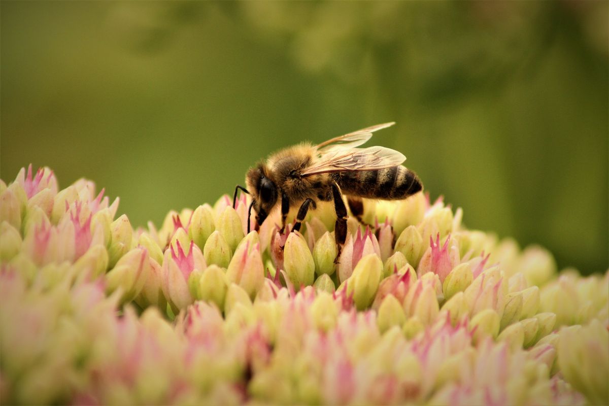 bee 9500879 1920 web